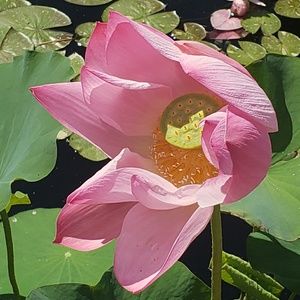 Meet your Posher, Klea